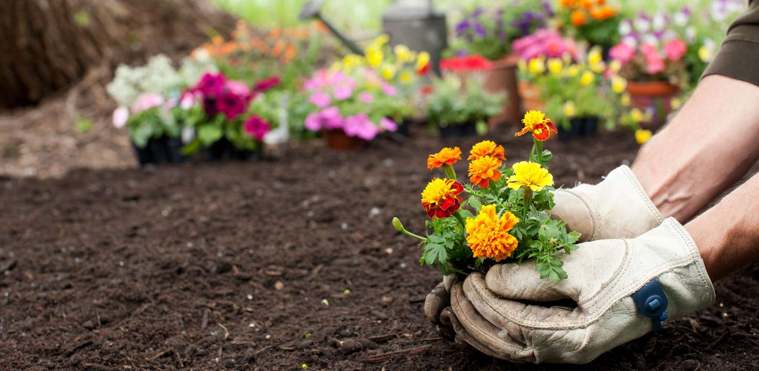 Magnetic Web Solution